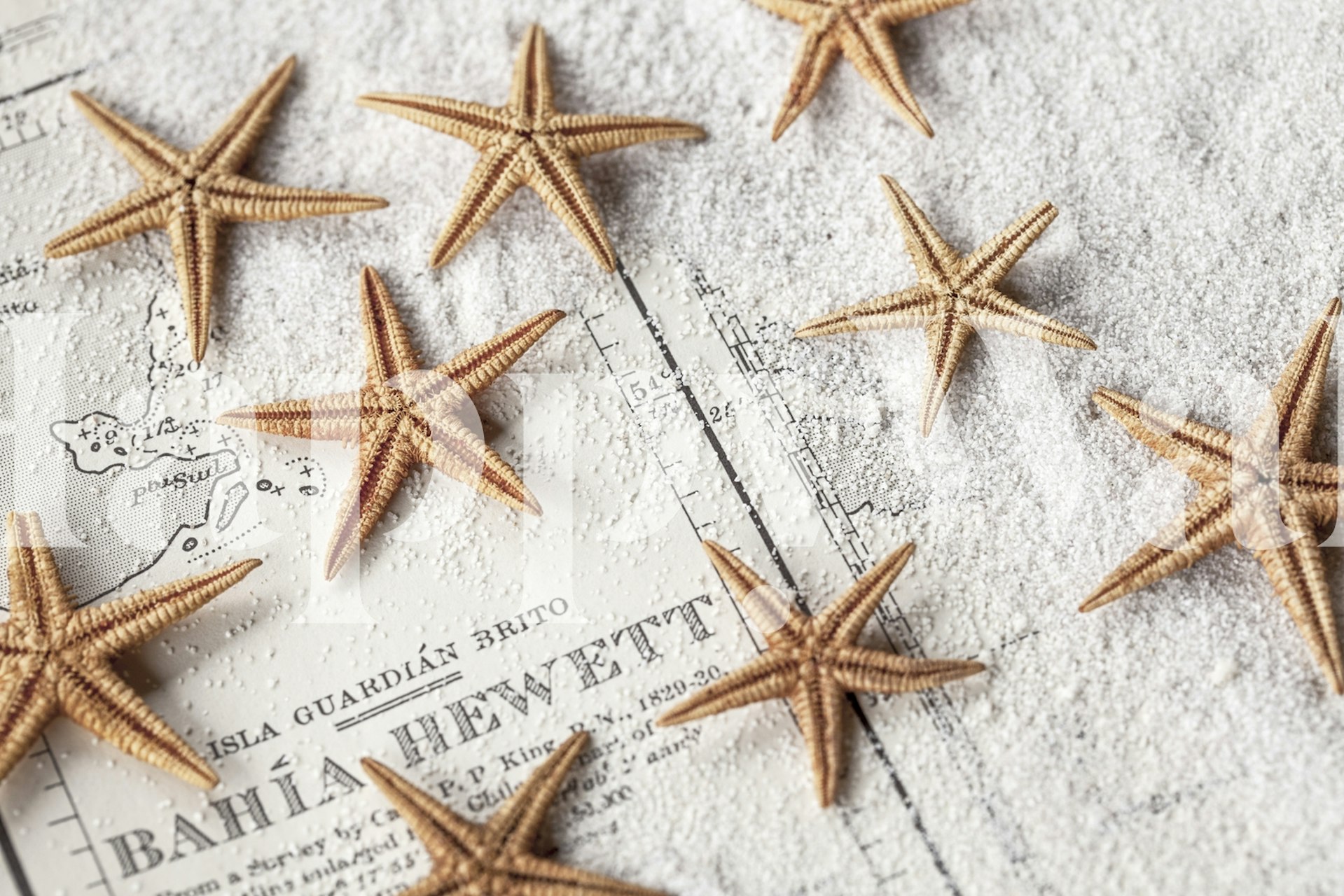 Starfish and old map wallpaper in a room