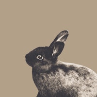Little Rabbit on Sepia 1 ταπετσαρία