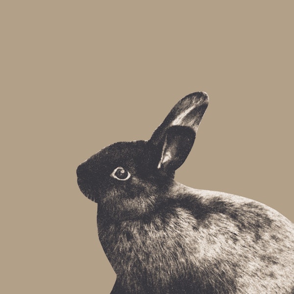 Little Rabbit on Sepia 1