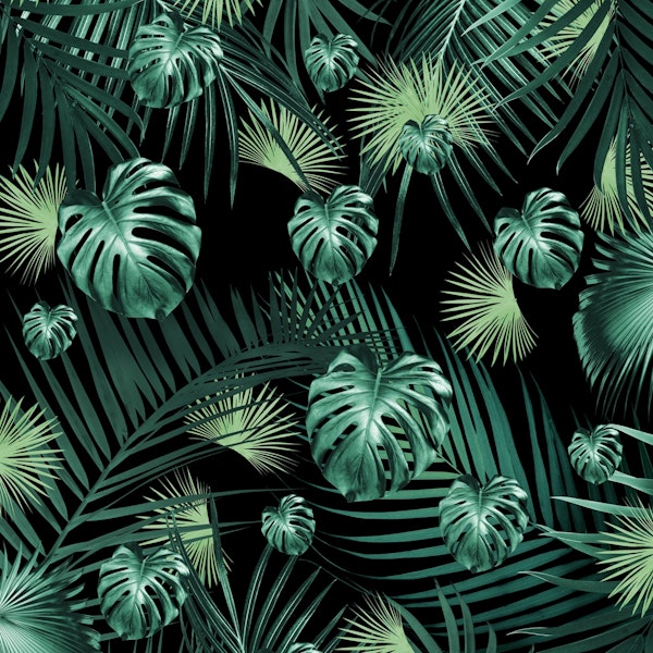 Tropical Jungle 1