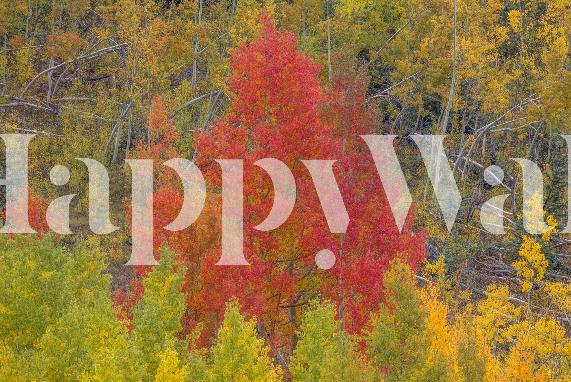 Papel de parede vibrante multicolorido em um quarto