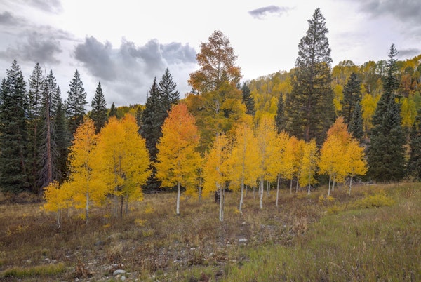 An Aspen Autumn 1