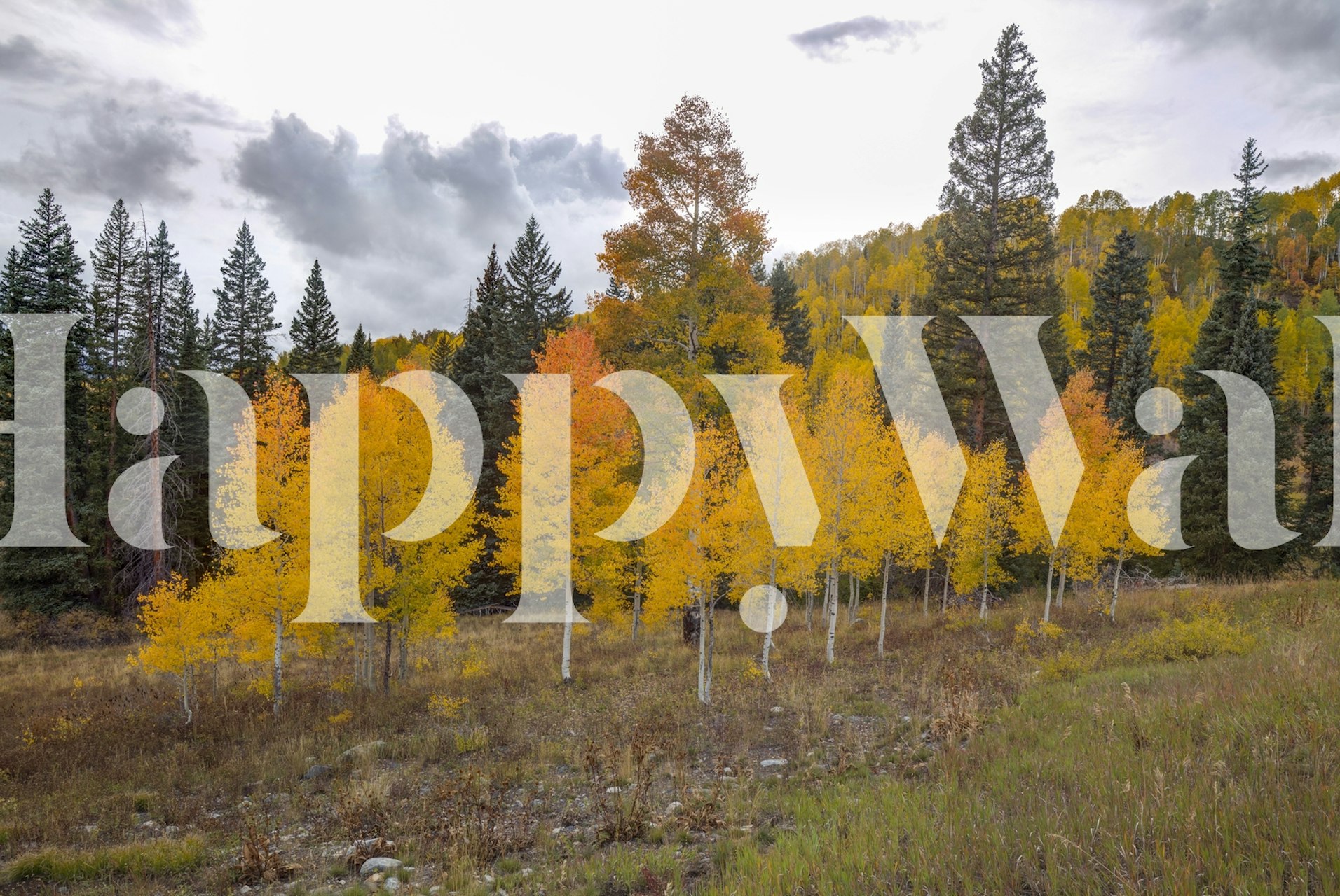 Carta da parati con pioppi autunnali in giallo e oro circondati da sempreverdi