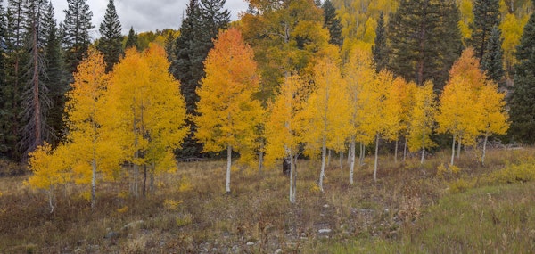 An Aspen Autumn 2