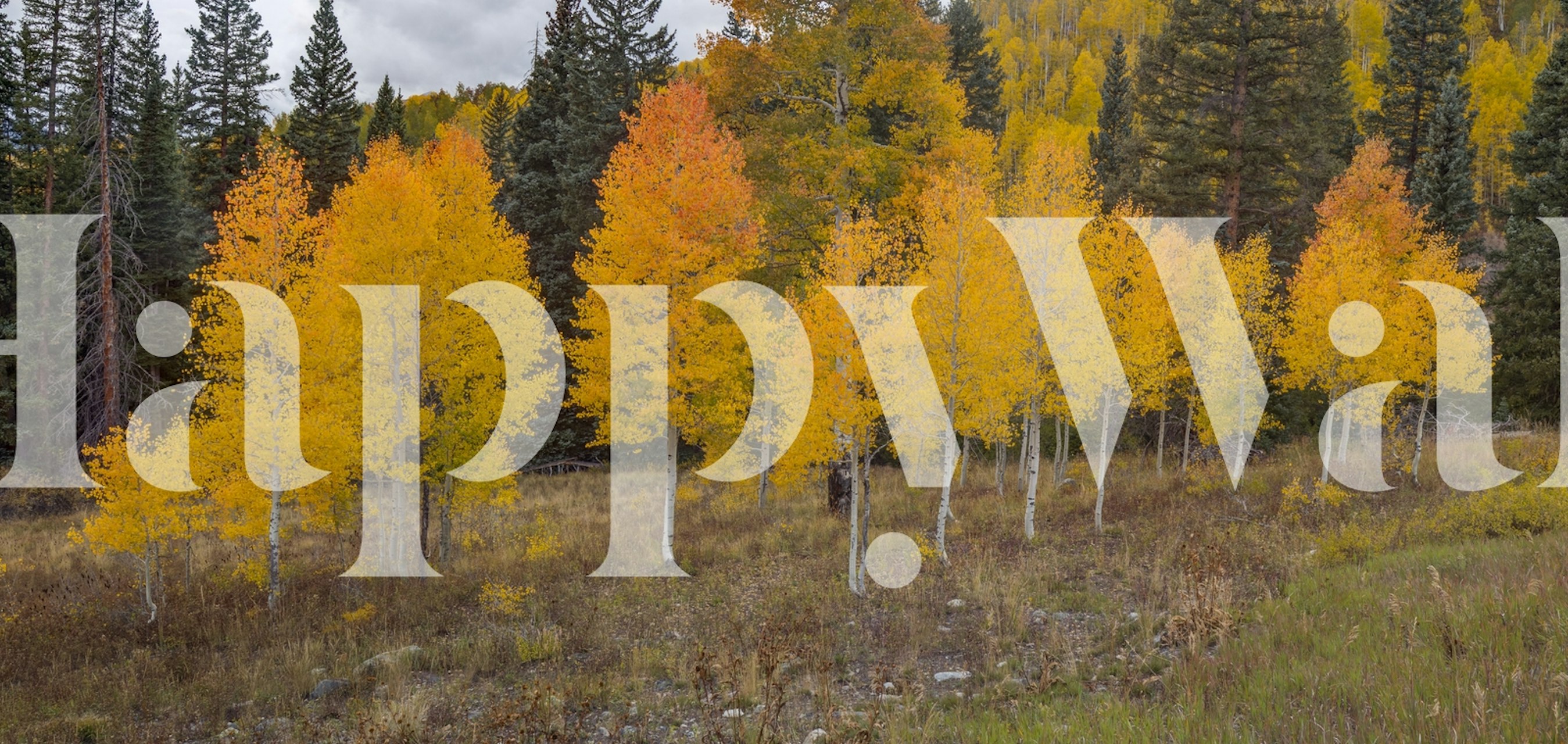 Design di carta da parati di alberi di pioppo autunnali luminosi