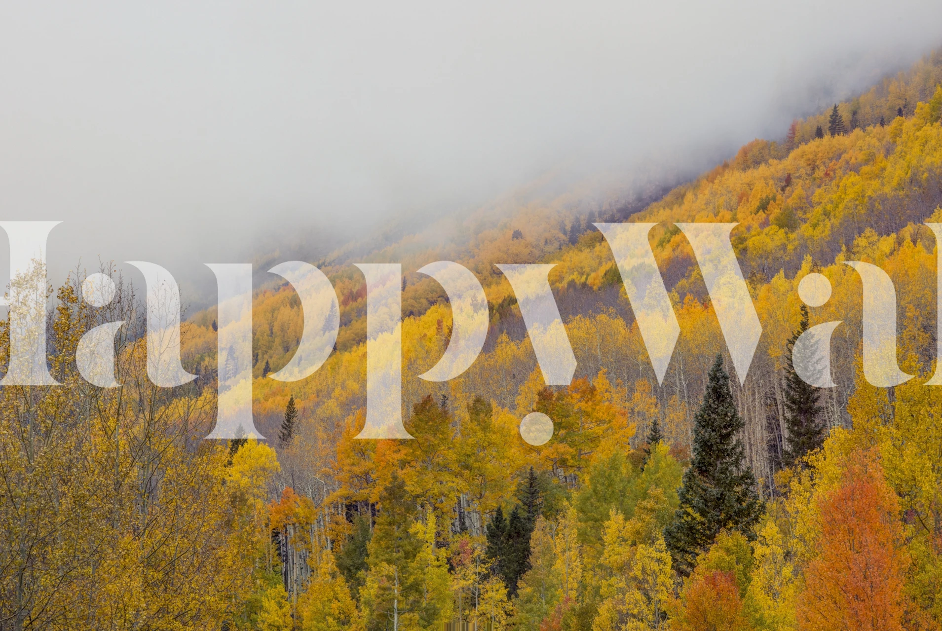 Autumn trees with yellow and orange leaves against a foggy backdrop wallpaper
