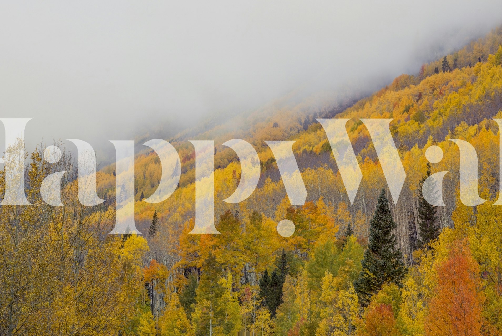 Autumn trees with yellow and orange leaves against a foggy backdrop wallpaper
