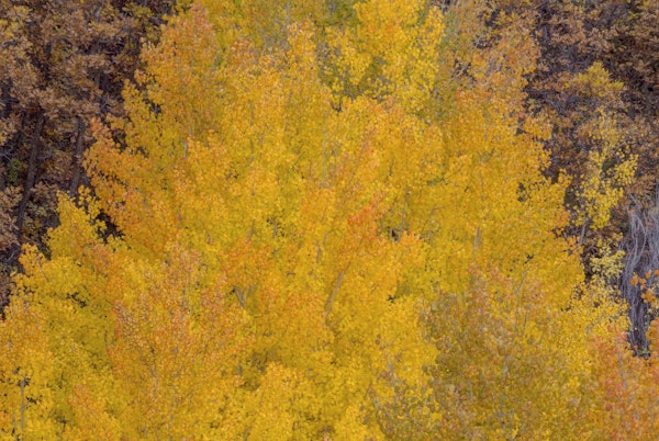 Aspen Autumn Bonfire