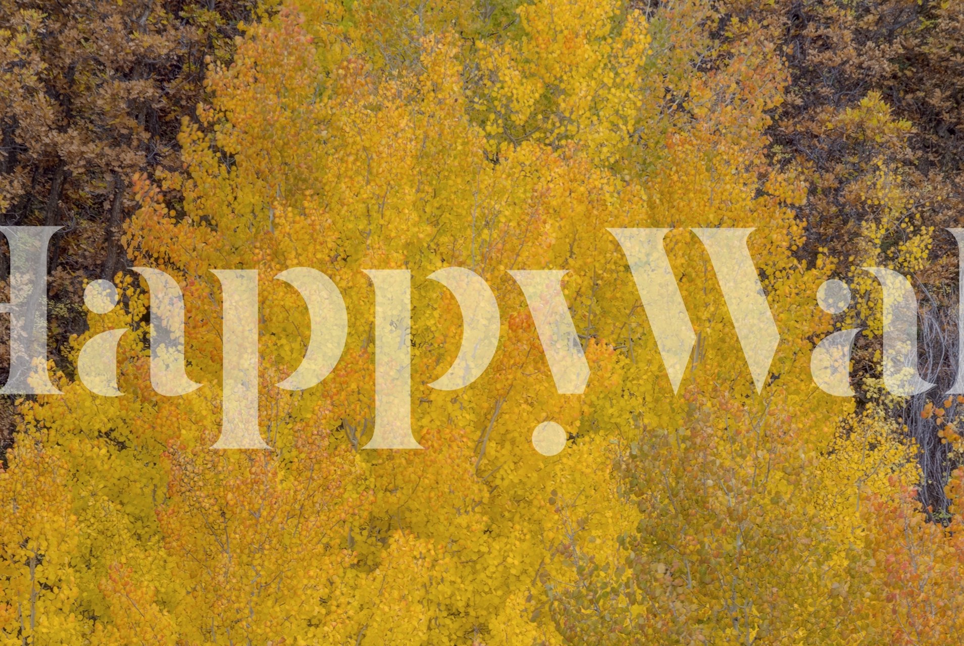 Yellow autumn leaves on trees wallpaper