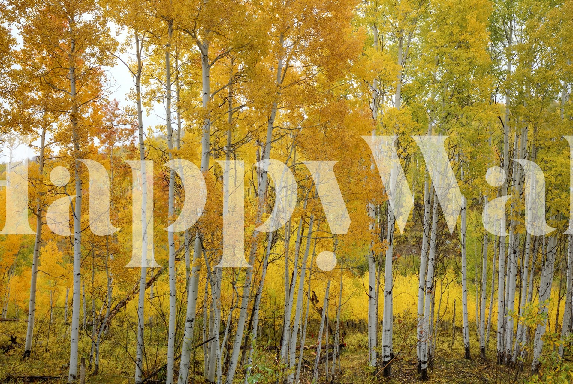 Golden autumn aspen trees wall mural