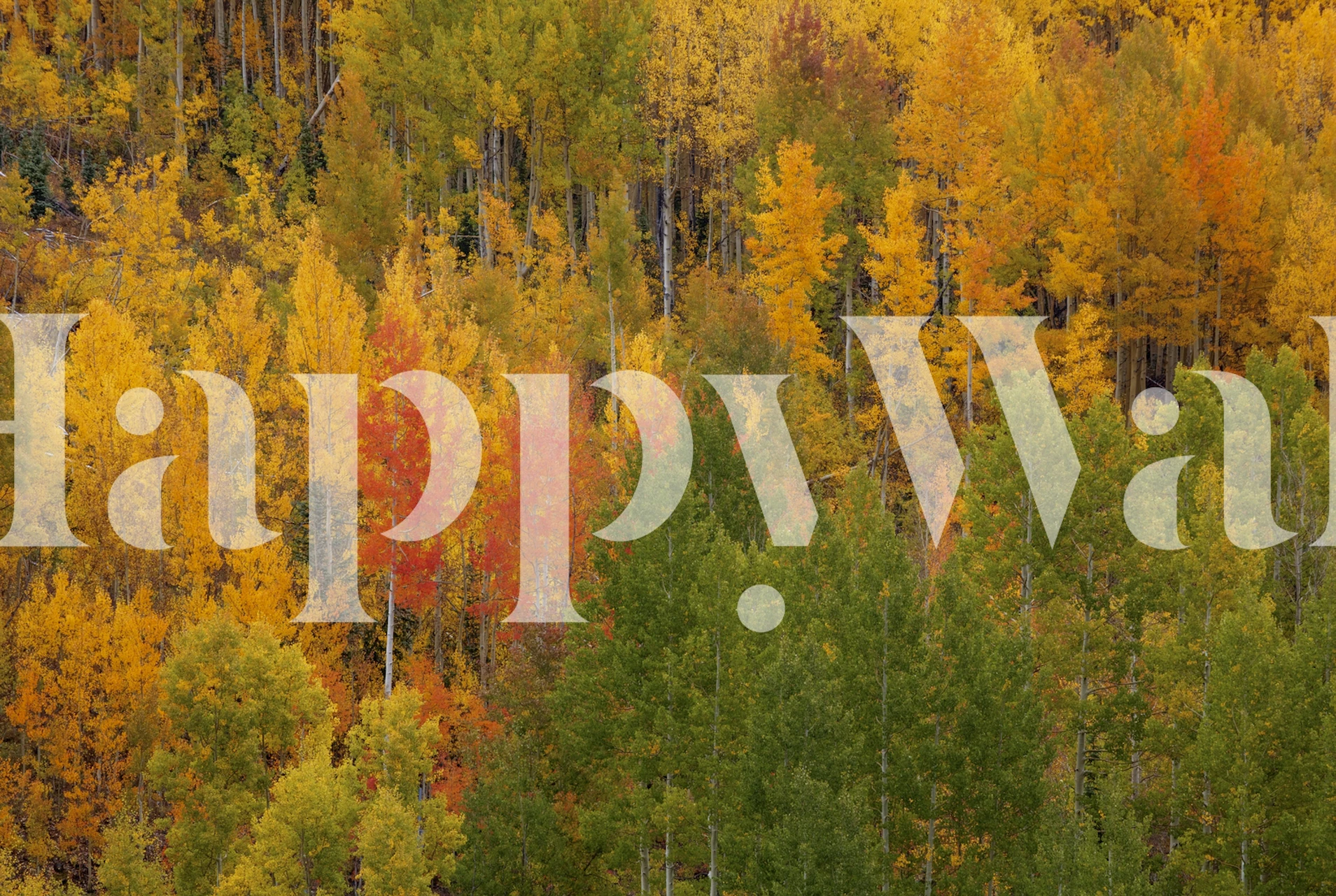 Autumn Contrast wallpaper showcasing colorful trees