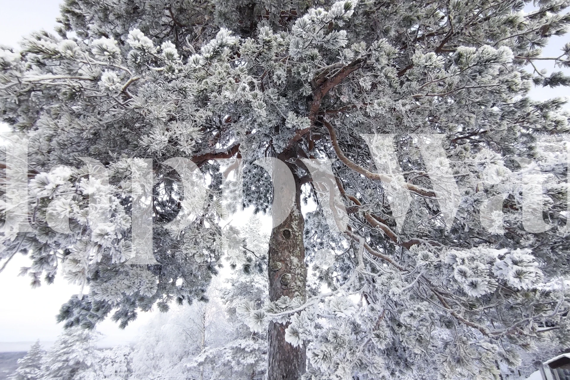 First snowfall Wanddesign in einem Raum