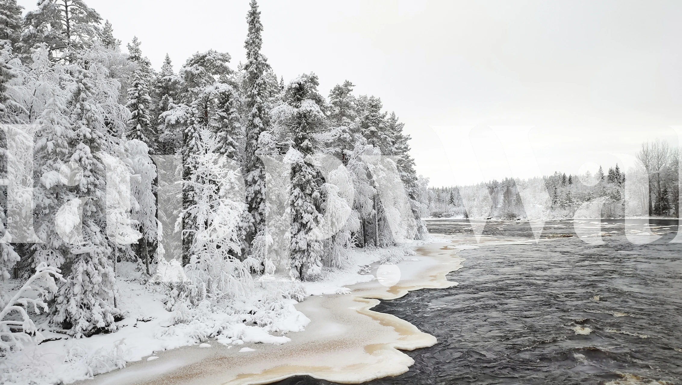 Snowy forest with white trees and flowing river wallpaper