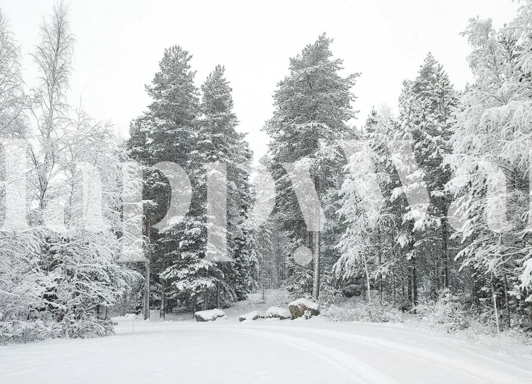 A snowy road meandering through a tranquil forest in Finland, with trees blanketed in snow.