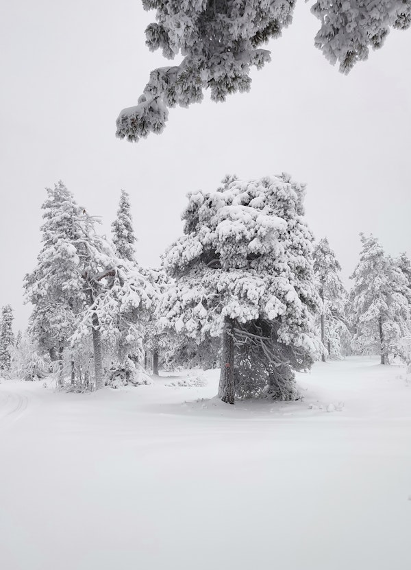 Winter lappish landscape