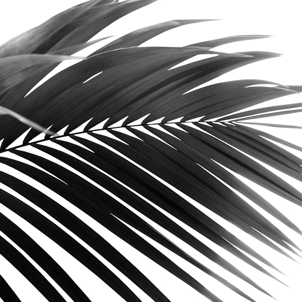 Palm Leaf Black White Vibes 1