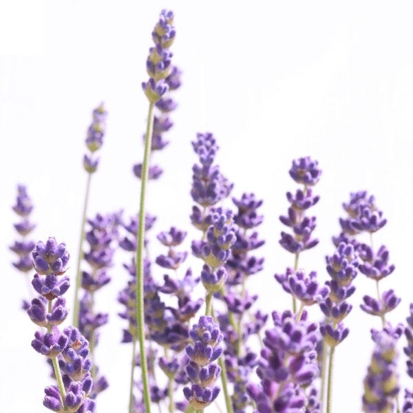 Purple Lavender 1