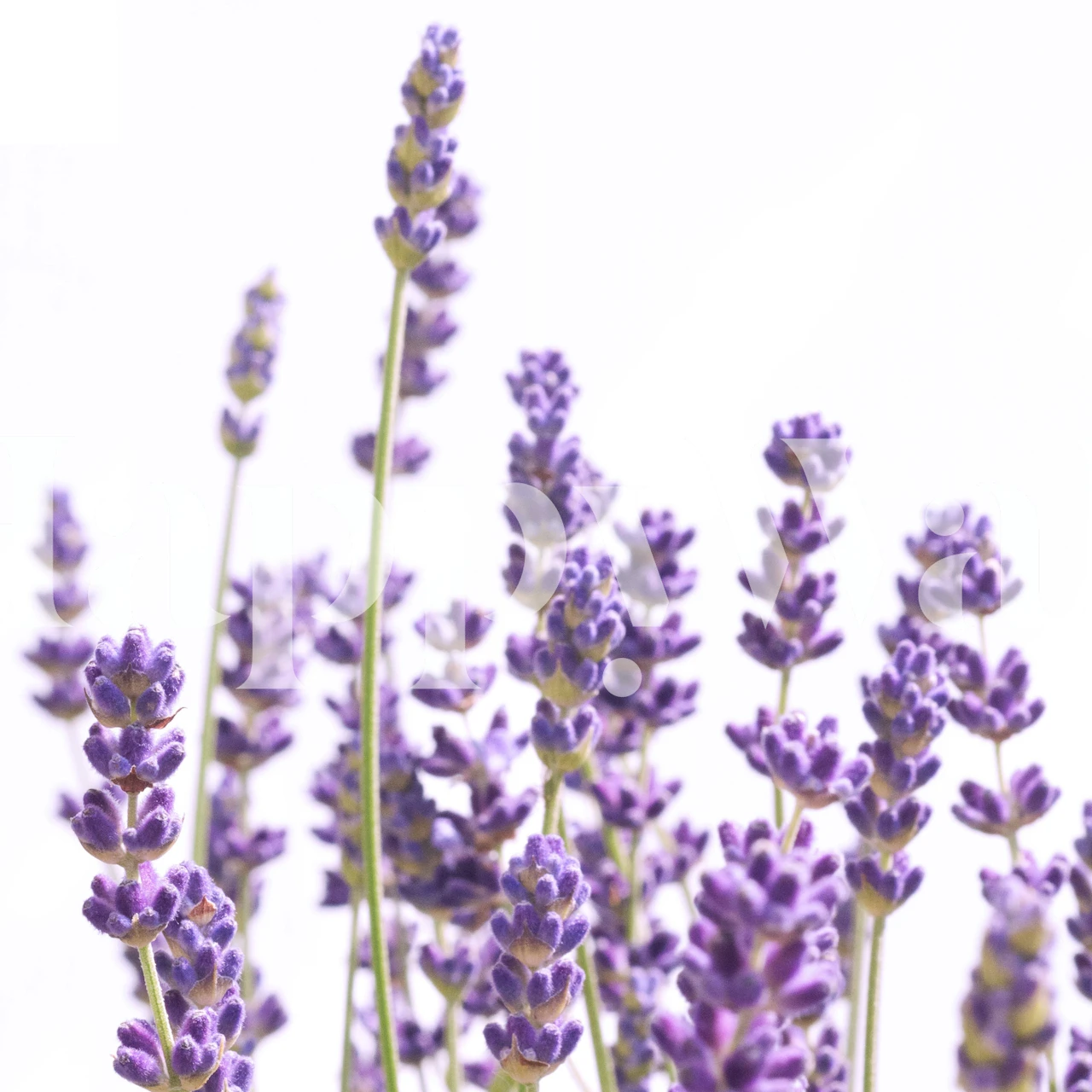 A lavanda roxa calmante decorre contra um fotomural vinílico de parede com fundo branco limpo