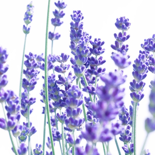 Fresh Lavender 1