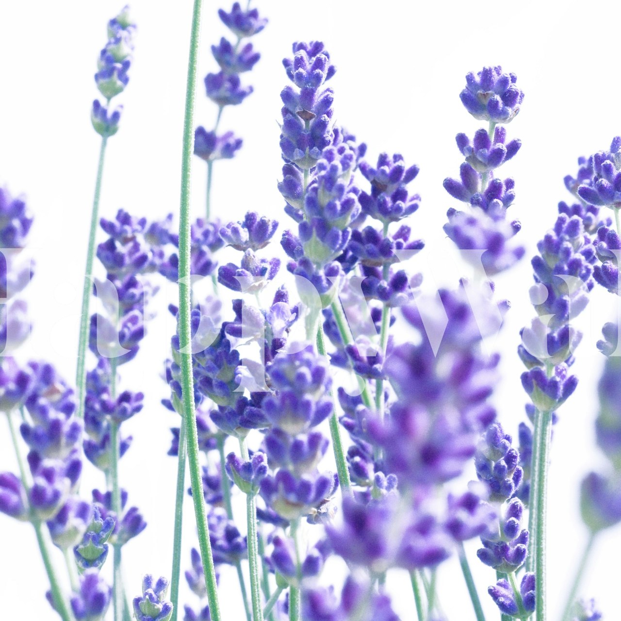 Fresh Lavender design tapety v pokoji