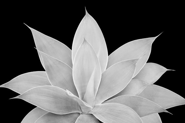 Gray Agave on Black 2