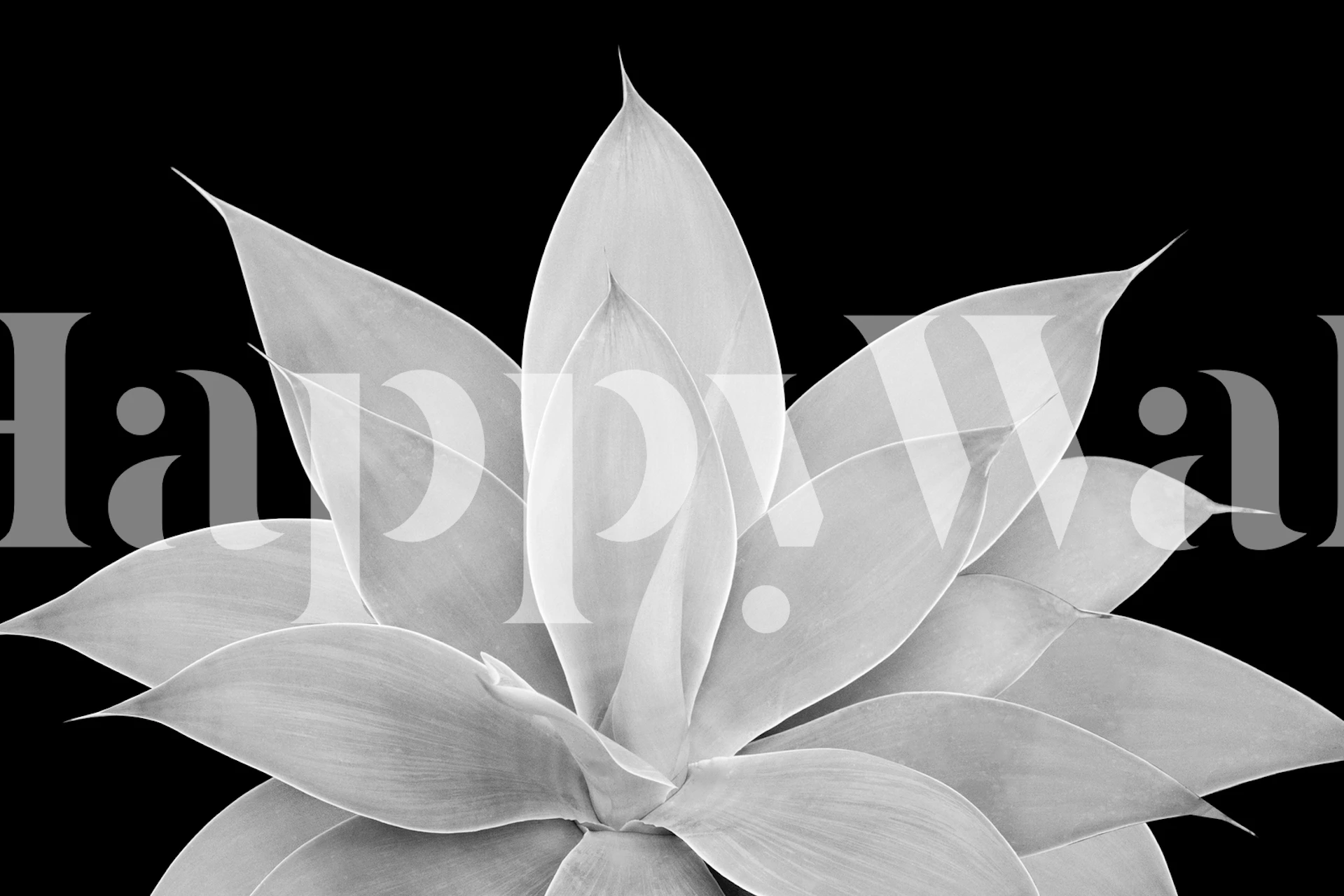 Gray agave leaves on a black background wallpaper