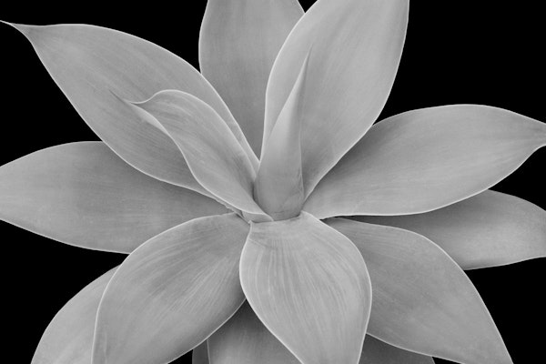 Gray Black Agave Romance 1