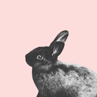 Little Rabbit on Blush 1 papiers peint
