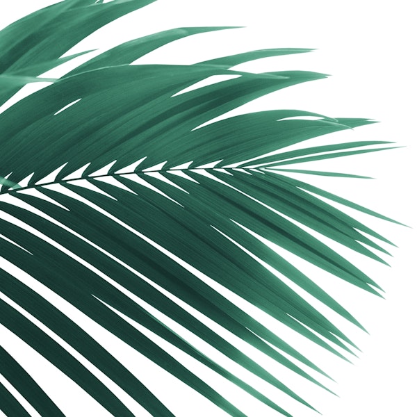 Palm Leaf Green Vibes 1