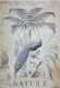 Peacocks Paradise
