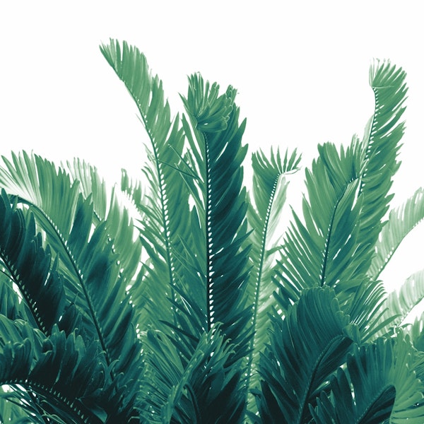 Tropical Leaves Dream 2