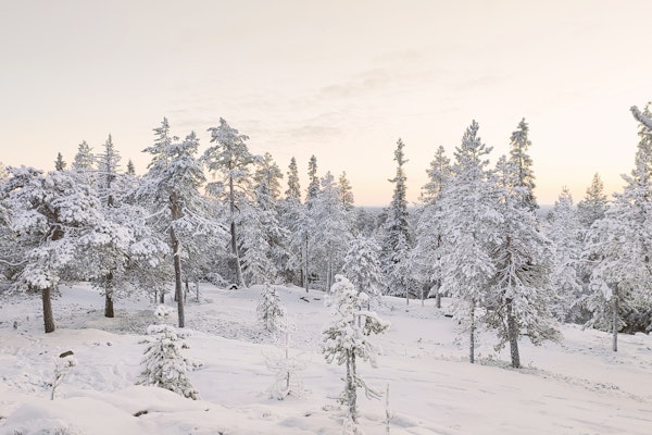 Nature winter snowfall 10