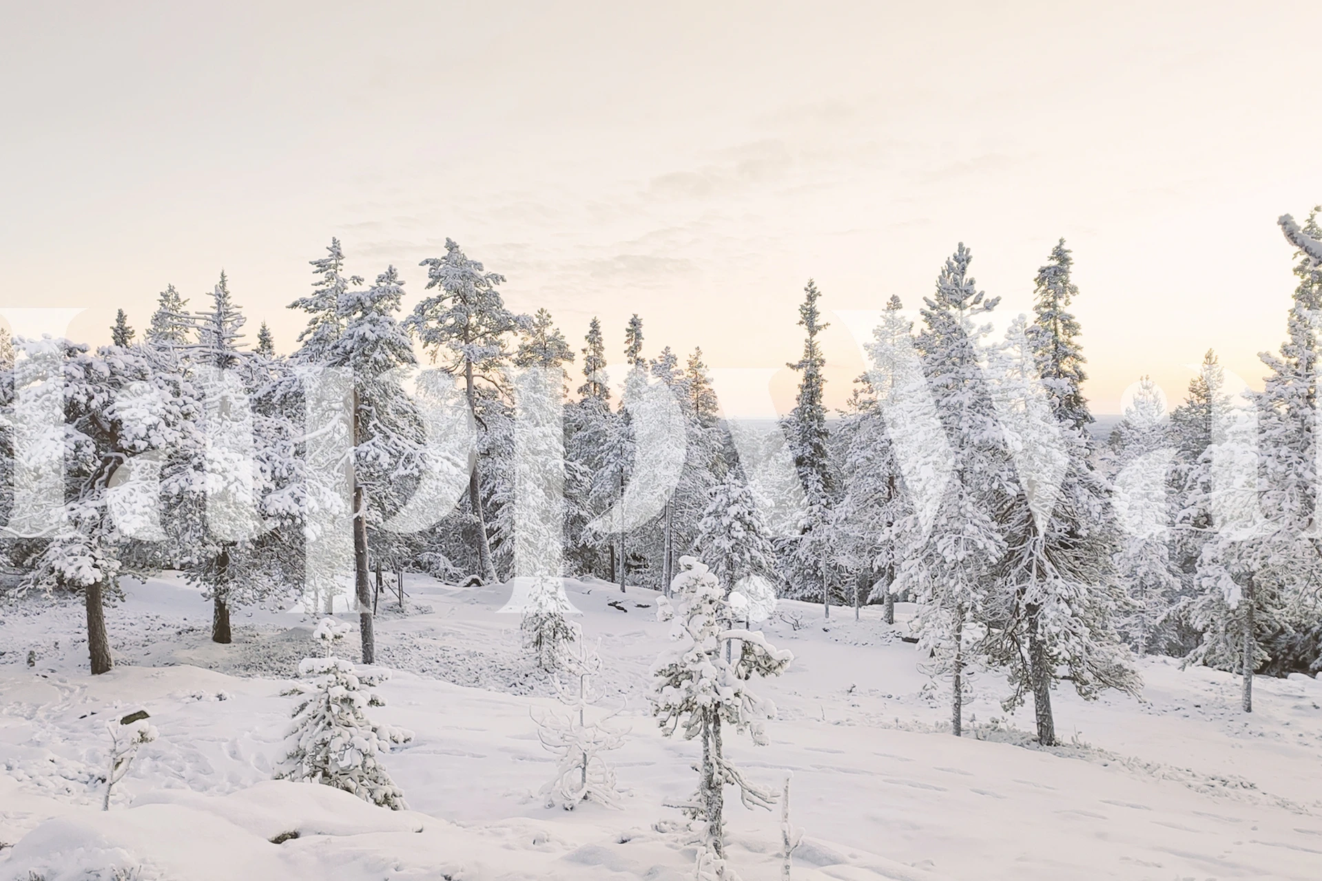 fotomural vinílico de paisagem de inverno com árvores cobertas de neve e céu sereno