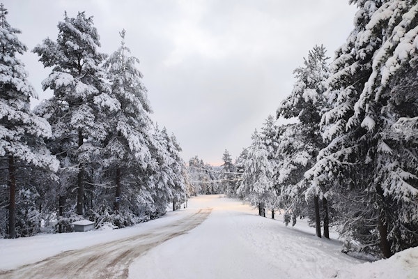 Snowy forest path