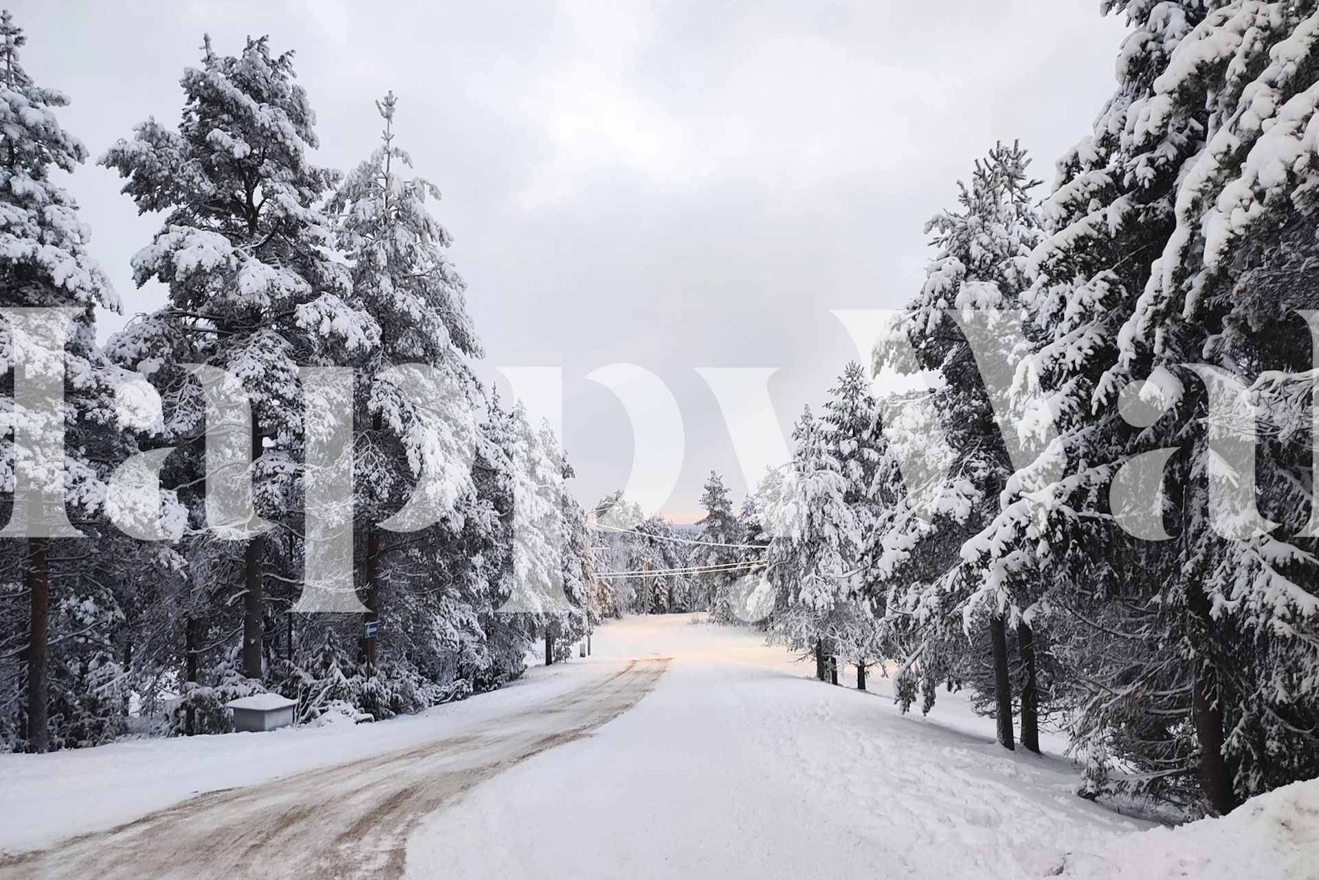 Snow-covered forest path with frosted pine trees wallpaper
