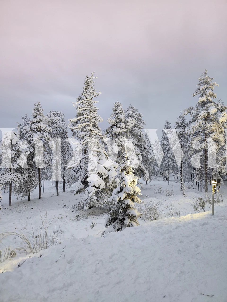 Snowy mountain landscape with frosted trees against a tranquil sky wall mural