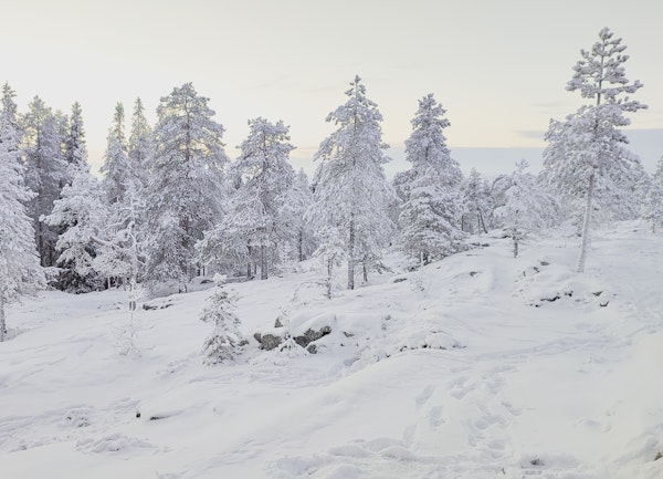 Snowy mountain trees 2