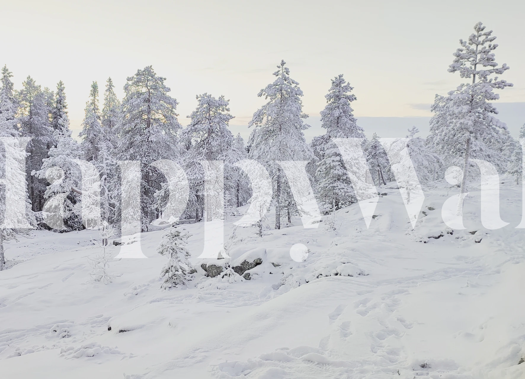 Snowy forest trees with white snow and soft light wallpaper