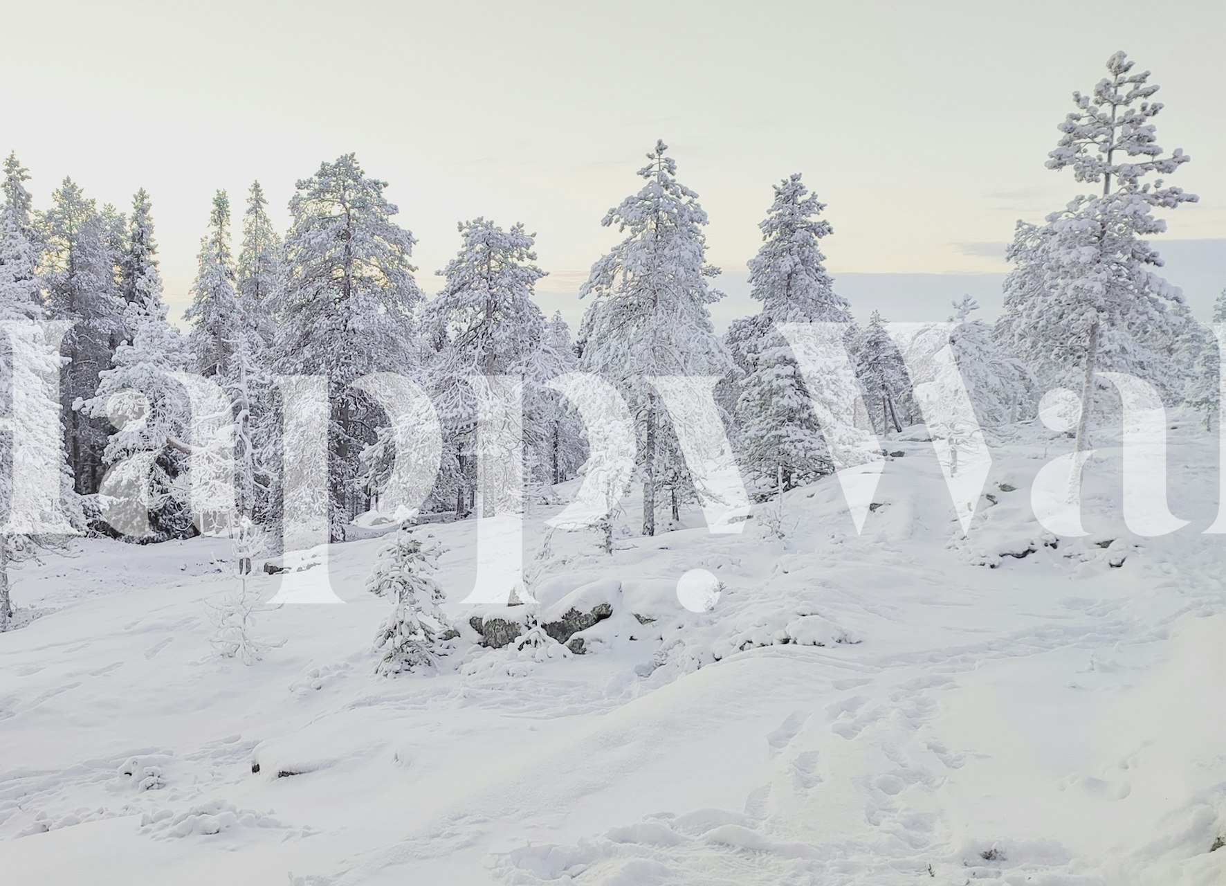 Snowy forest trees with white snow and soft light wallpaper