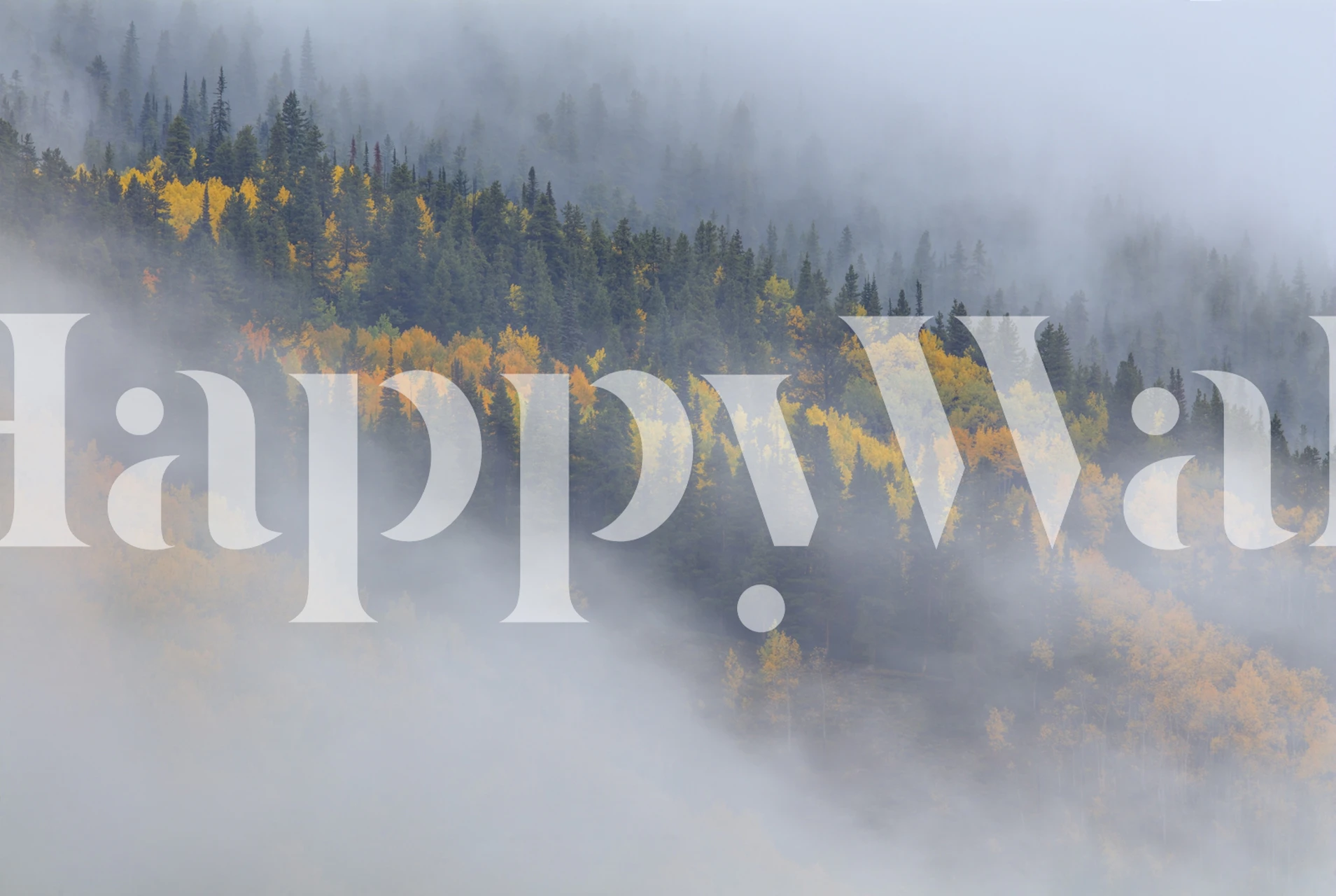 Autumn forest with yellow leaves and misty background wallpaper