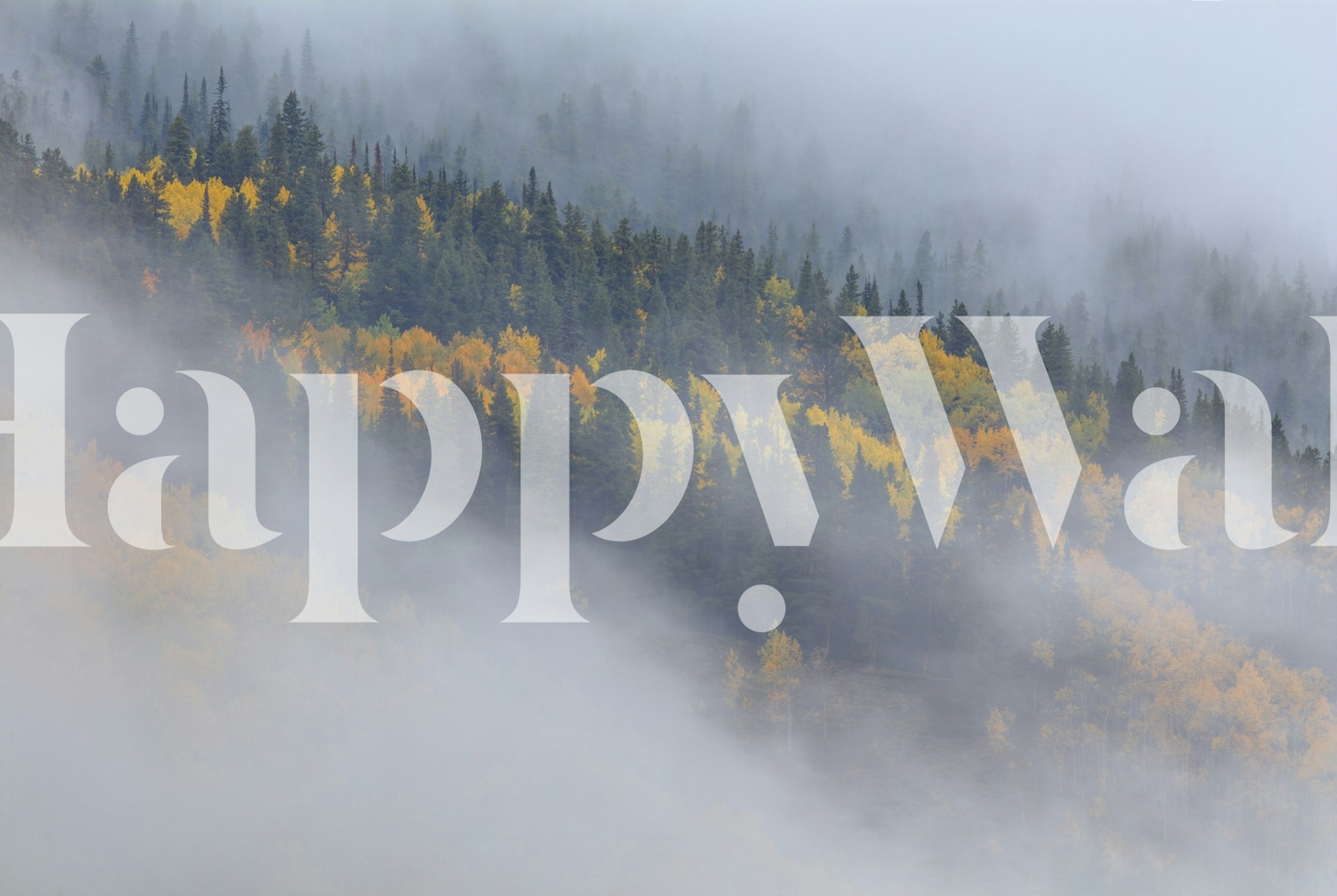 Autumn forest with yellow leaves and misty background wallpaper