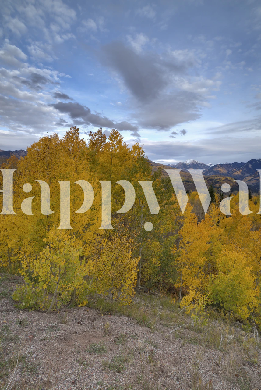 Autumn wallpaper featuring golden trees