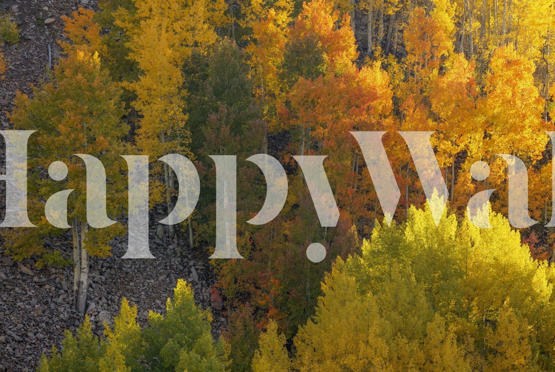 Vibrant yellow and orange autumn foliage wallpaper