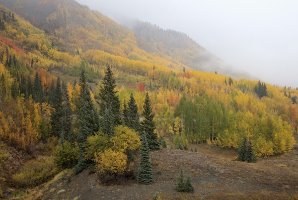 Autumn Majesty Unveiled