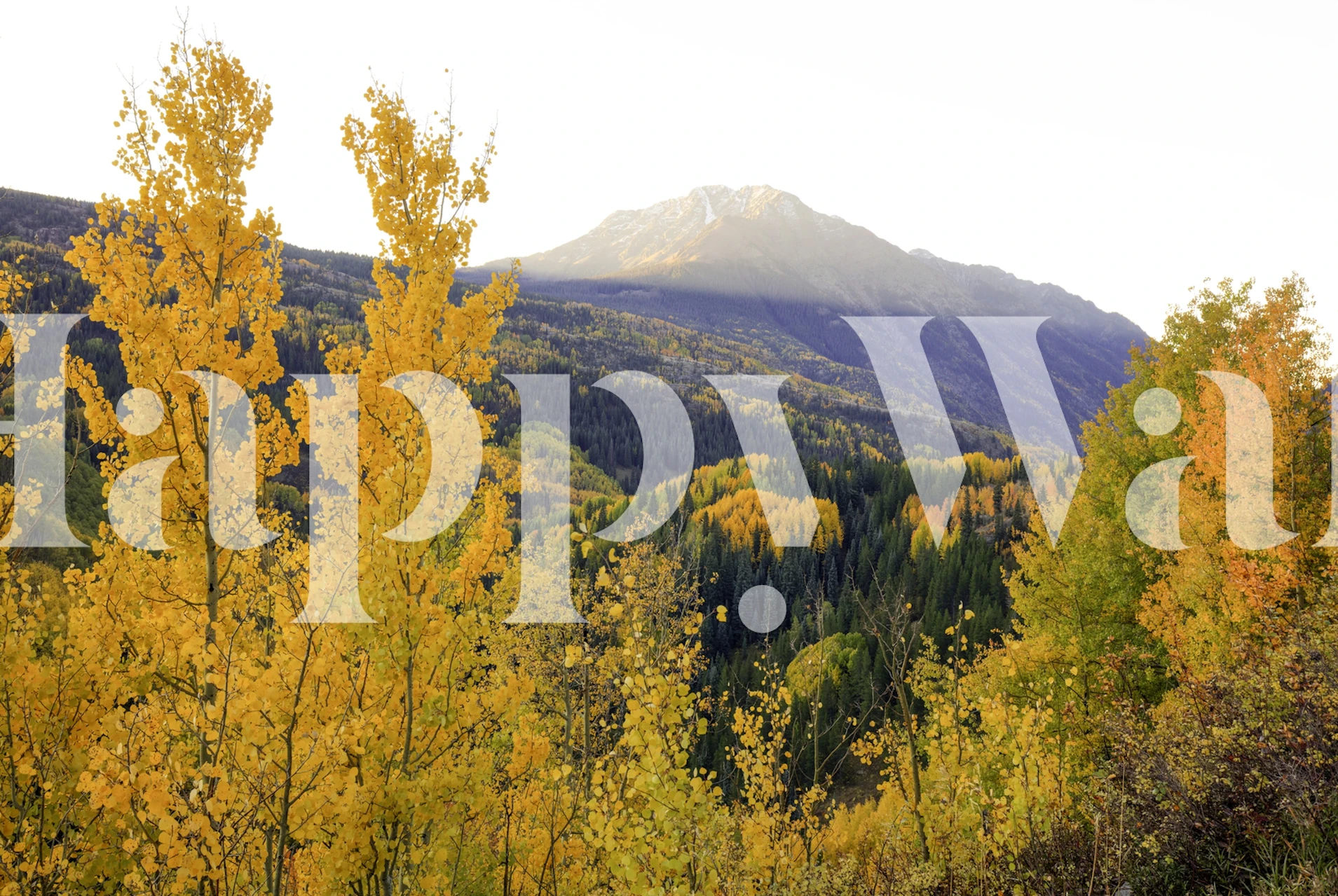 Yellow autumn trees and a mountain landscape wallpaper