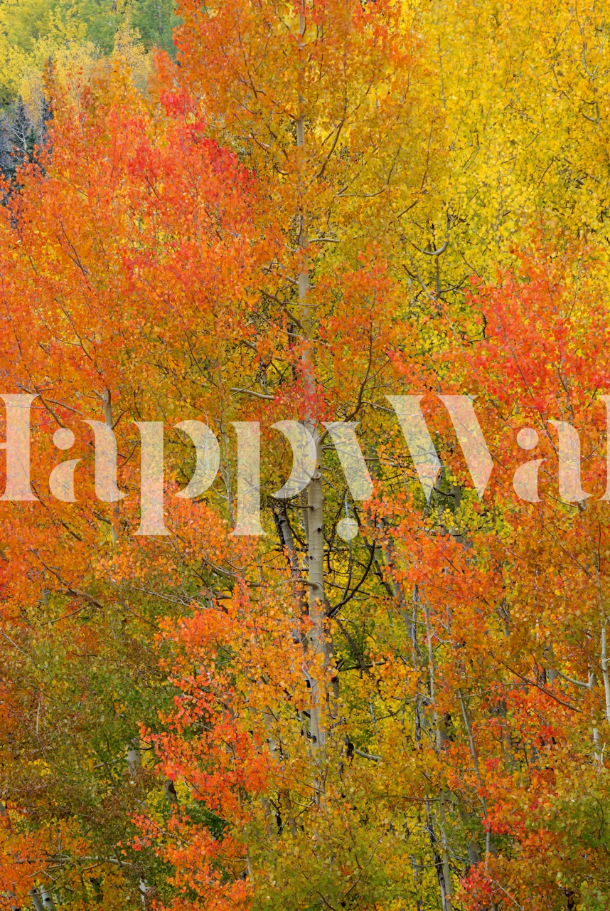 Warme herfstbosmuurschildering met levendige oranje en gele bladeren