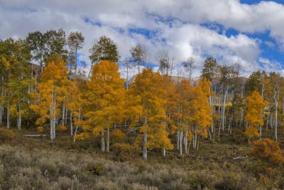 Τοιχογραφία