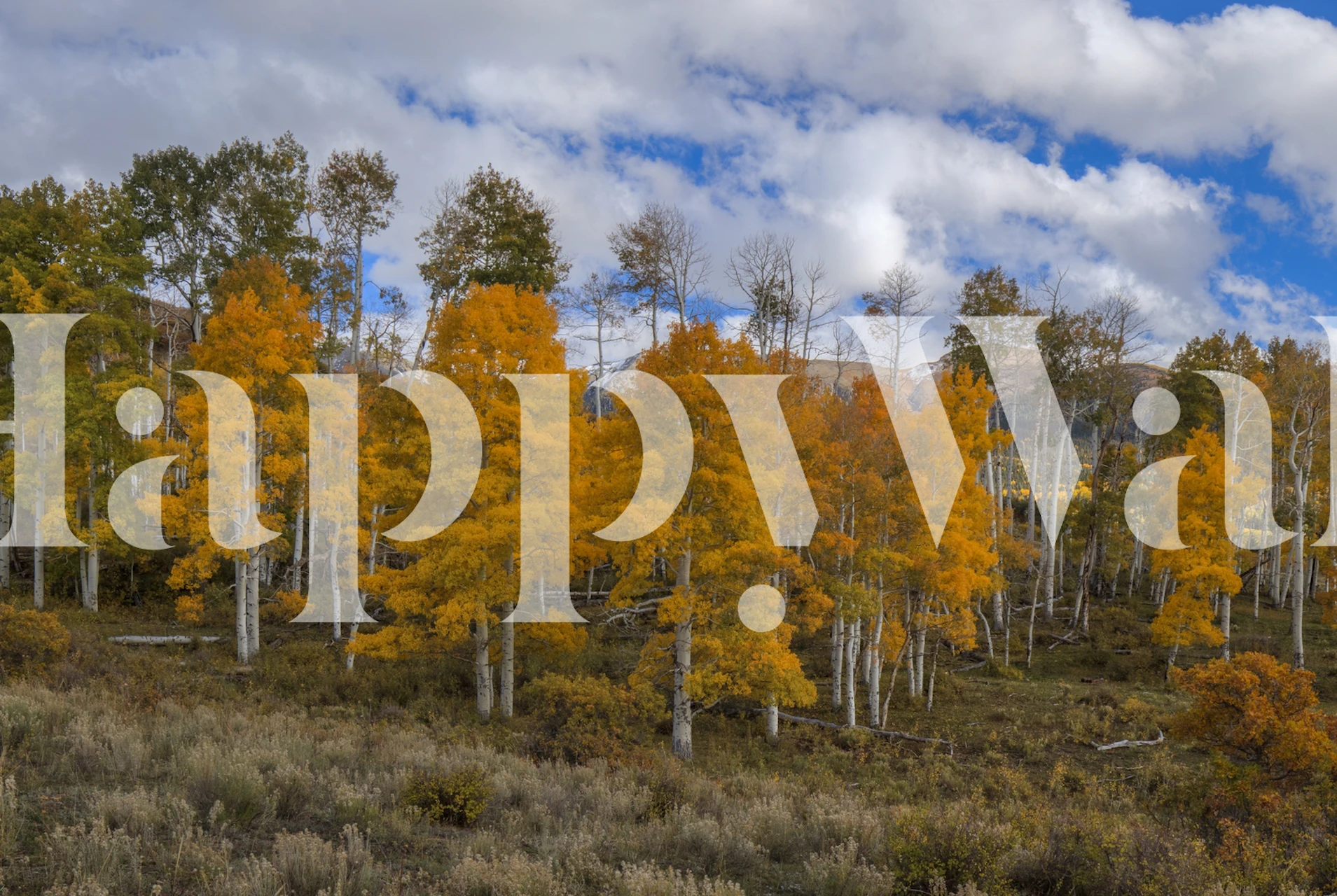 Vibrant Orange Joy 2 wallpaper in a room