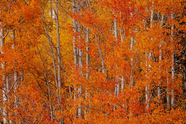 Red Orange Delight 1