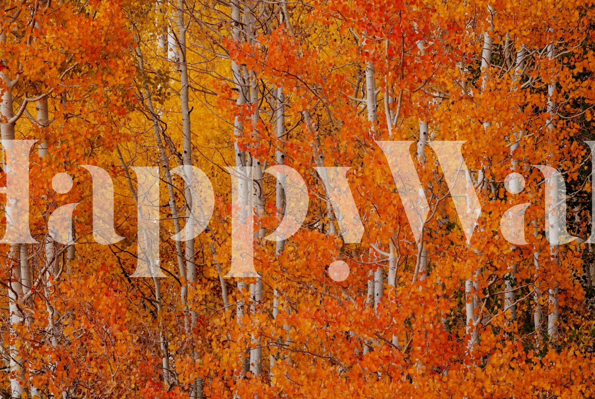 Tapeta Red Orange Delight prikazana u sobi